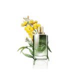 گل آپارتمانی فیکوس الاستیکا بلک - تصویر 4